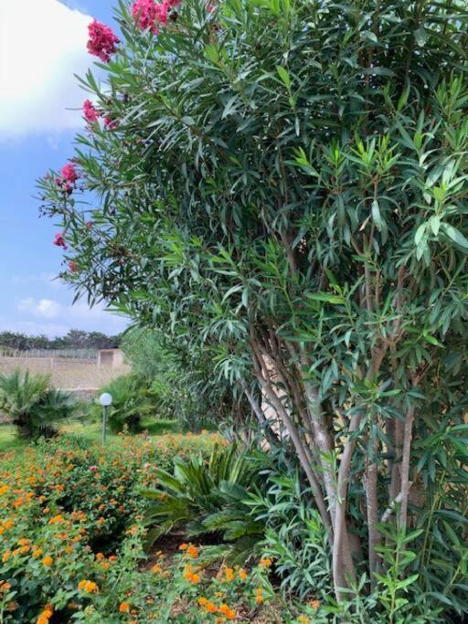 Villa Maveda, Un Dammuso Immerso Nel Verde 兰佩杜萨 外观 照片